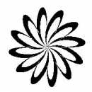 Daisy Flower