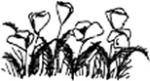 Poppies