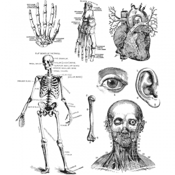 Tim Holtz Stempelset - Cadaverous