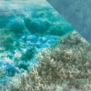 Kaisercraft - Deep Sea Collection - Barrier Reef 12"